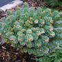 Abies lasiocarpa 'Alpine Beauty' (Abies lasiocarpa (alpine fir))