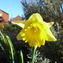Narcissus 'Cedric Morris' 2 (Narcissus 'Cedric Morris')