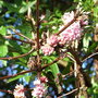 Viburnum x bodnantense 'Dawn' (Viburnum x bodnantense 'Dawn')