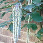Garrya elliptica 'James Roof' (Garrya elliptica 'James Roof')