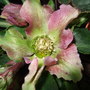 Helleborus_orientalis
