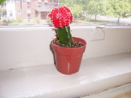 M'little Man (hylocereus undatus, gymnocalycium)
