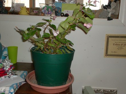 My Big Girl (Begonia semperflorens)