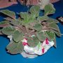 African Maiden (saintpaulia ionantha)