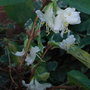 Lonicera x purpusii 'Winter Beauty' (Lonicera x purpusii 'Winter Beauty')