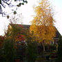 A garden flower photo