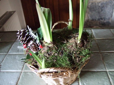 amaryllis__Christmas_Carol_.jpg