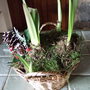 amaryllis__Christmas_Carol_.jpg