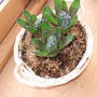 Hyacinth_bowl