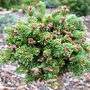 Abies lasiocarpa 'Logan Pass' (Abies lasiocarpa (alpine fir))