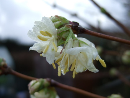 Lonicera fragrantissima bloom (Lonicera fragrantissima (Shrubby honeysuckle))