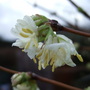 Lonicera fragrantissima bloom (Lonicera fragrantissima (Shrubby honeysuckle))