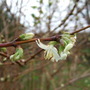 Lonicera_bloom_1