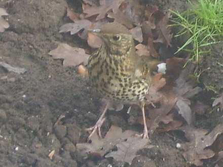 Mistle Thrush