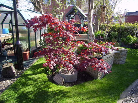 Acer (Acer palmatum)