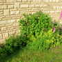 Dscn0225