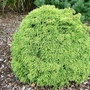 Cryptomeria_japonica_yokohama