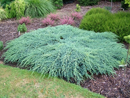 Juniperus squamata 'Blue Carpet' (common name; Flaky juniper)