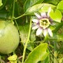 Passion Fruit (Passiflora edulis)