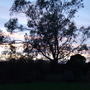 Eucalyptus tree at dusk. (Eucalyptus)