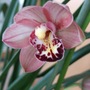 Copy_of_cymbidium_bloom_2