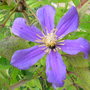 Clematis Juliie (clematis juliie)