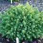 Picea_glauca__cy_s_wonder