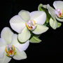 Orchid