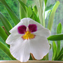 Pansy orchid