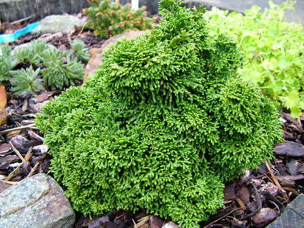 Chamaecyparis obtusa 'Ellie B.' (common name; Hinoki falsecypress)