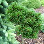 Pinus_mugo_bonsai_kramer