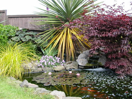 Our pond (Acer palmatum (Japanese maple))
