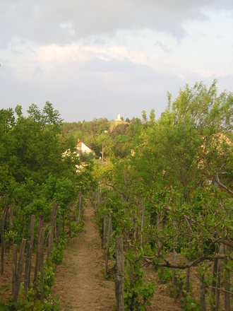 Back Garden
