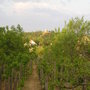 Back Garden