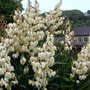 Large Yucca (yucca)