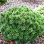 Pinus_mugo_winzig