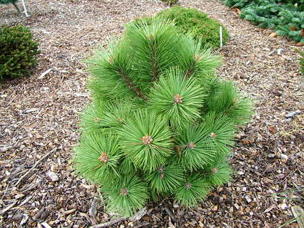 Pinus nigra 'Morris WB' (common name; Austrian pine)