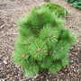 Pinus nigra 'Morris WB' (common name; Austrian pine)
