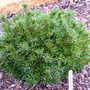 Pinus_parviflora_bunty
