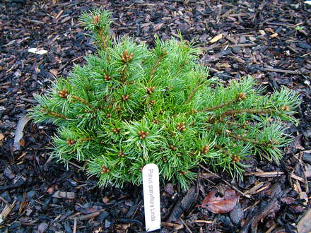 Pinus parviflora 'Linda' (common name; Japanese white pine)