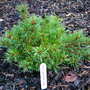 Pinus parviflora 'Linda' (common name; Japanese white pine)