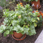 Scardyplant