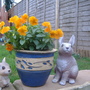 A garden flower photo