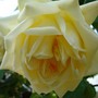 A garden flower photo