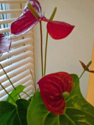Anthurium (Anthurium andreanum)