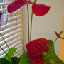Dsc00073_edited