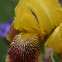Flowers_2007_268