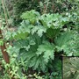 Gunnera tinctoria (Gunnera tinctoria)