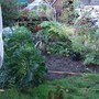 My garden in November 06