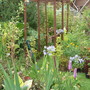 My garden 07